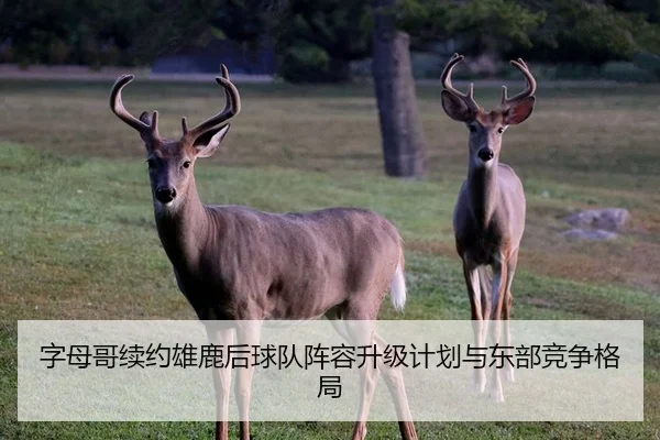 zi-mu-ge-xu-yue-xiong-lu-hou-qiu-dui-zhen-rong-sheng-ji-ji-hua-yu-dong-bu-jing-zheng-ge-ju-2-620.jpg